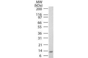 Image no. 1 for anti-Interleukin 25 (IL25) antibody (Biotin) (ABIN1102480) (IL-25 antibody  (Biotin))