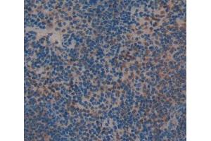 Figure. (NCF1 antibody  (AA 1-390))