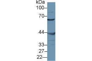Western blot analysis of Mouse Testis lysate, using Mouse MSTO1 Antibody (1 µg/ml) and HRP-conjugated Goat Anti-Rabbit antibody ( (MSTO1 antibody  (AA 13-363))