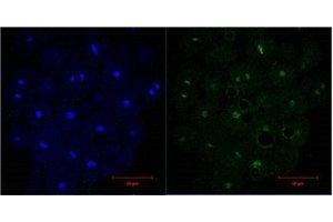 Immunofluorescence (IF) analysis of HeLa, diluted at 1:200. (Histone 3 antibody)