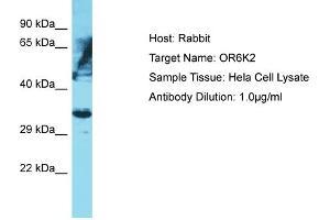 Host: Rabbit Target Name: OR6K2 Sample Type: Hela Whole Cell lysates Antibody Dilution: 1. (OR6K2 antibody  (C-Term))