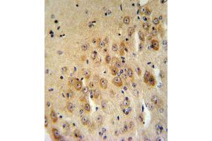 PAI2 Antibody IHC analysis in formalin fixed and paraffin embedded mouse brain tissue followed by peroxidase conjugation of the secondary antibody and DAB staining. (SERPINB2 antibody  (AA 116-144))
