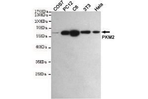 Western blot detection of PKM2 in COS7,PC12,C6,3T3 and Hela cell lysates using PKM2 mouse mAb (1:1000 diluted). (PKM2 antibody)