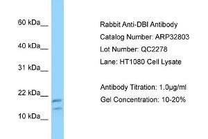 WB Suggested Anti-DBI Antibody   Titration: 1. (Diazepam Binding Inhibitor antibody  (N-Term))