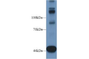 Western blot analysis of Mouse Heart lysate, using Human TNS1 Antibody (1 µg/ml) and HRP-conjugated Goat Anti-Rabbit antibody (