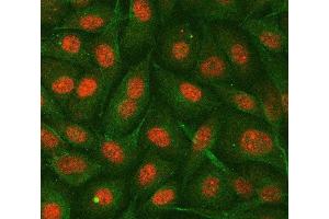 IF analysis of hnRNP E2/PCBP2 using anti-hnRNP E2/PCBP2 antibody (ABIN7599983) and anti-Tubulin Alpha antibody (ABIN7600339). (PCBP2 antibody  (AA 136-276))