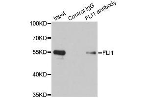 Immunoprecipitation analysis of 200ug extracts of Jurkat cells using 1ug FLI1 antibody.