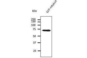 Anti-Rabia Ab at 1/500 dilution, 293 cells transfected with GFP-Rab7a, 293FT, Di7, At-T2 and 3T3, lysates at 100 per Iane, rabit polyclonal to goat lµg (HRP) at 1/10,000 dilution, (RAB14 antibody  (C-Term))