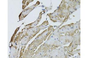 Immunohistochemistry of paraffin-embedded mouse heart using GAPDH antibody. (GAPDH antibody  (AA 1-335))