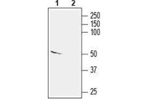 Western Blotting (WB) image for anti-Potassium Voltage-Gated Channel, Delayed-Rectifier, Subfamily S, Member 2 (KCNS2) (AA 430-445), (Intracellular) antibody (ABIN7043497)