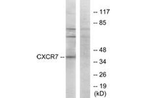 Western blot analysis of extracts from COS7 cells, using CXCR7 Antibody. (CXCR7 antibody  (AA 311-360))