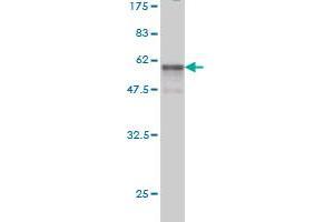 Western Blot detection against Immunogen (53. (SSR1 antibody  (AA 33-286))
