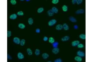 Immunofluorescent staining of human cell line (H2AFX antibody  (pSer139))
