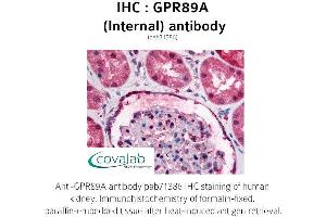 Image no. 1 for anti-G Protein-Coupled Receptor 89A (GPR89A) (Cytoplasmic Loop), (Internal Region) antibody (ABIN1735194) (GPR89A antibody  (Cytoplasmic Loop, Internal Region))