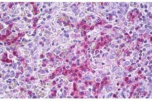 Anti-GPR34 antibody IHC staining of human spleen. (GPR34 antibody  (AA 181-230))