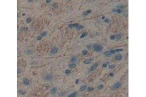 Figure. (NOS1 antibody  (AA 726-894))