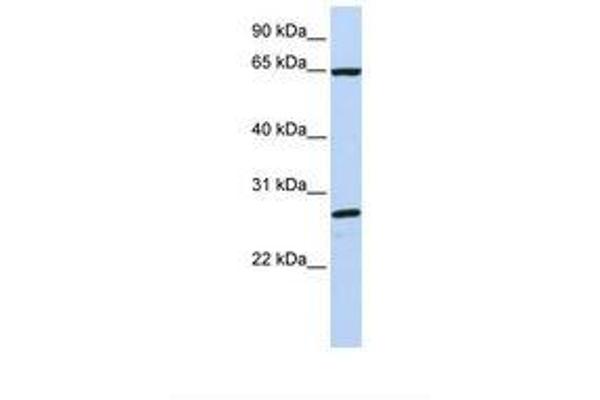 DNAJC1 antibody  (C-Term)