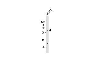 ZNF835 antibody  (N-Term)