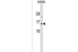 HIST1H2BA Antibody (N-term) (ABIN1538871 and ABIN2849939) western blot analysis in A549 cell line lysates (35 μg/lane). (HIST1H2BA antibody  (N-Term))
