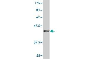 Western Blotting (WB) image for anti-Dual Specificity Phosphatase 3 (DUSP3) (AA 1-185) antibody (ABIN560661)