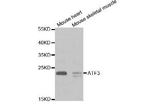 Western Blotting (WB) image for anti-Activating Transcription Factor 3 (ATF3) antibody (ABIN1871129)