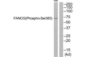 Western Blotting (WB) image for anti-Fanconi Anemia Complementation Group G (FANCG) (pSer383) antibody (ABIN1847718) (FANCG antibody  (pSer383))