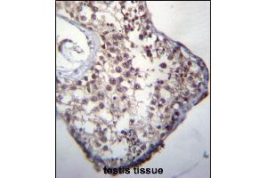 GLCCI1 Antibody (Center) (ABIN656789 and ABIN2846008) immunohistochemistry analysis in formalin fixed and paraffin embedded human testis tissue followed by peroxidase conjugation of the secondary antibody and DAB staining. (GLCCI1 antibody  (AA 226-255))