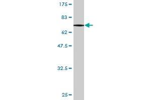 Western Blot detection against Immunogen (75. (PIK3R1 antibody  (AA 1-454))
