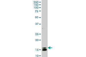 ID1 antibody  (AA 1-155)