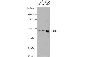 Secernin 3 antibody  (AA 100-410)