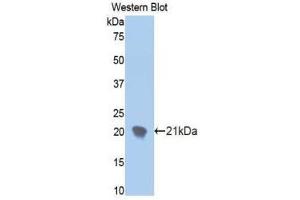 Western Blotting (WB) image for anti-Ectonucleotide Pyrophosphatase/phosphodiesterase 1 (ENPP1) (AA 625-780) antibody (ABIN1858721) (ENPP1 antibody  (AA 625-780))