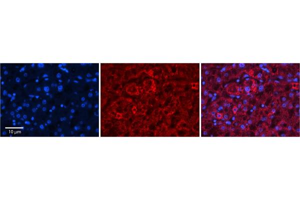 CMC4 antibody  (N-Term)