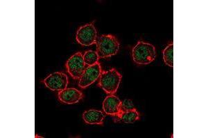 Immunofluorescence analysis of MCF-7 cells using SUZ12 mouse mAb (green). (SUZ12 antibody)