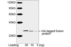 Image no. 3 for anti-His Tag (C-Term) antibody (ABIN294958) (His Tag antibody  (C-Term))