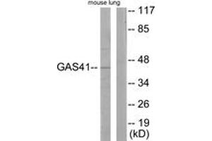 Western Blotting (WB) image for anti-YEATS Domain Containing 4 (AA 1-50) antibody (ABIN2889365) (GAS41 antibody  (AA 1-50))