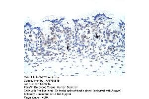 Human Stomach (ZNF70 antibody  (C-Term))