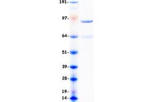 Validation with Western Blot (DNMT3B Protein (Transcript Variant 1) (Myc-DYKDDDDK Tag))
