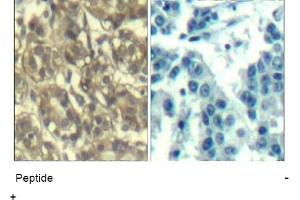 Image no. 1 for anti-Cyclin B1 (CCNB1) (Ser147) antibody (ABIN401648) (Cyclin B1 antibody  (Ser147))