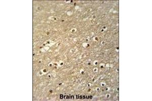 TF Antibody (C-term) (ABIN651633 and ABIN2840338) immunohistochemistry analysis in formalin fixed and paraffin embedded human brain tissue followed by peroxidase conjugation of the secondary antibody and DAB staining. (TFAP4 antibody  (C-Term))