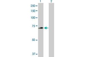 Western Blot analysis of ZNF567 expression in transfected 293T cell line by ZNF567 MaxPab polyclonal antibody. (ZNF567 antibody  (AA 1-616))