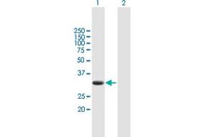 Western Blot analysis of PIM2 expression in transfected 293T cell line by PIM2 MaxPab polyclonal antibody. (PIM2 antibody  (AA 1-311))