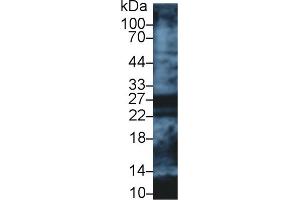 Western Blot; Sample: Human Lung lysate; Primary Ab: 1µg/ml Rabbit Anti-Human APOA1 Antibody Second Ab: 0.