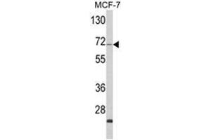 Western blot analysis of ZYG11A Antibody (N-term) in MCF-7 cell line lysates (35ug/lane). (ZYG11A antibody  (N-Term))