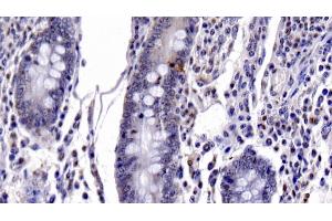Detection of CASP6 in Bovine Small intestine Tissue using Monoclonal Antibody to Caspase 6 (CASP6) (Caspase 6 antibody  (AA 81-179))