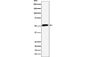 Western blot analysis of PPP2R5E expression in 293 cell lysate.