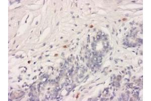 Immunohistochemistry (IHC) image for anti-HtrA Serine Peptidase 2 (HTRA2) antibody (ABIN1107619) (HTRA2 antibody)