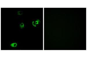 Immunofluorescence (IF) image for anti-Dopamine Receptor D4 (DRD4) (C-Term) antibody (ABIN1852846) (DRD4 antibody  (C-Term))