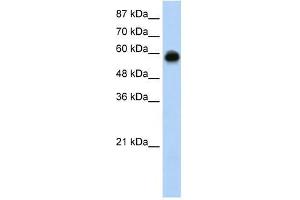 KEAP1 antibody used at 0. (KEAP1 antibody  (C-Term))