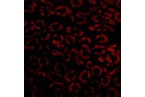 Immunofluorescence in mouse kidney cells using Nephrin Antibody at 10 µg/ml. (Nephrin antibody  (C-Term))