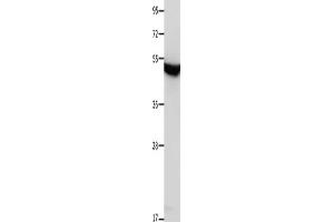 Gel: 10 % SDS-PAGE, Lysate: 30 μg, Lane: Mouse brain tissue, Primary antibody: ABIN7191529(MTNR1A Antibody) at dilution 1/650, Secondary antibody: Goat anti rabbit IgG at 1/8000 dilution, Exposure time: 1 minute (Melatonin Receptor 1A antibody)